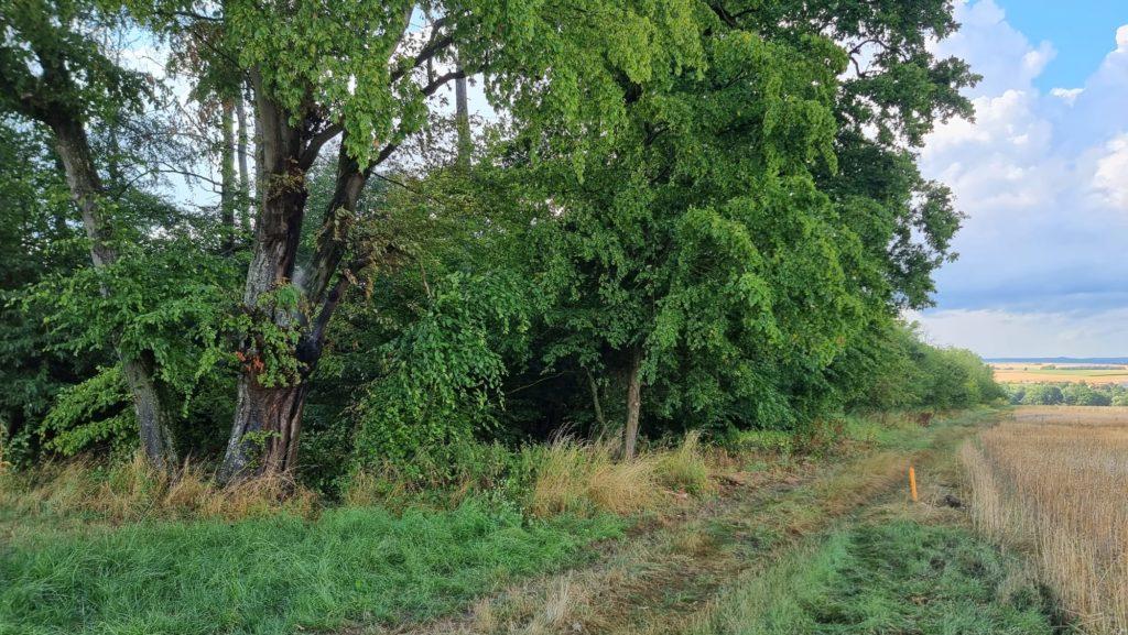 Einsatz: Blitzeinschlag in Baum ( Waldbrand )